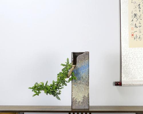 室内盆景植物有哪些选择？如何养护？