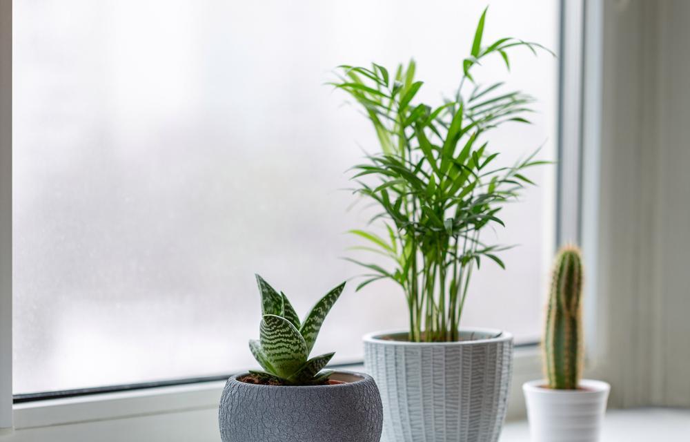 室内盆景植物有哪些选择？如何养护？