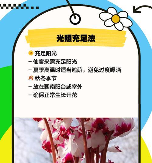 仙客来繁殖方法有哪些？如何确保成活率？