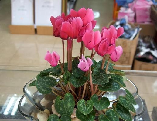 仙客来繁殖方法有哪些？如何确保成活率？