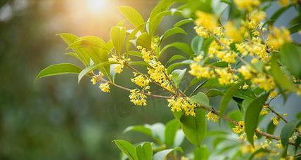 桂花树通常开什么颜色的花？
