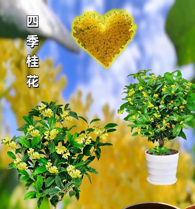 桂花树通常开什么颜色的花？