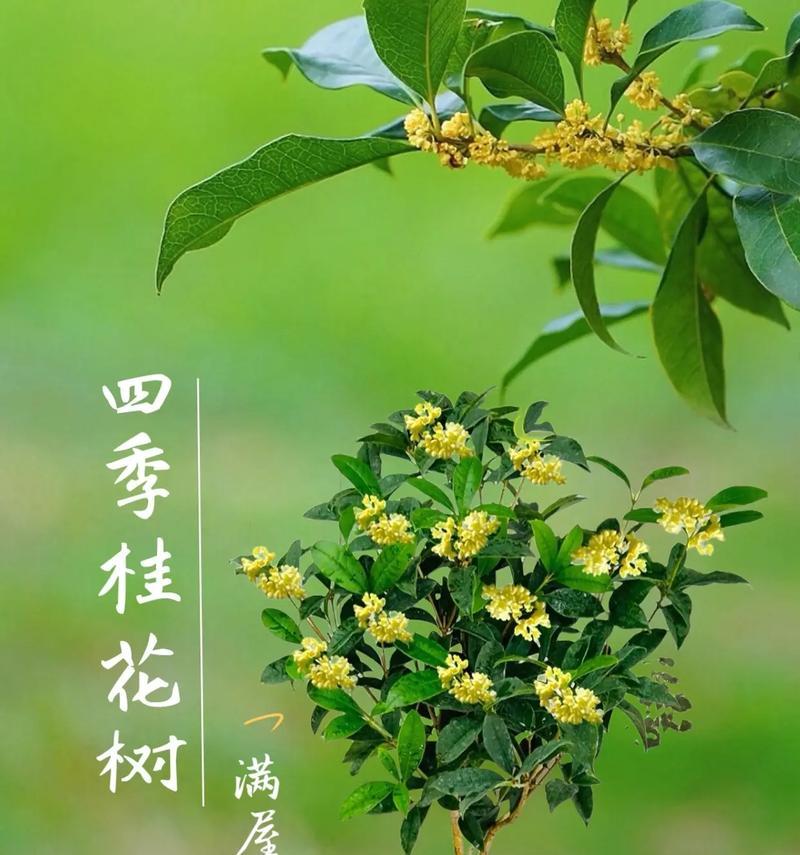 桂花树通常开什么颜色的花？