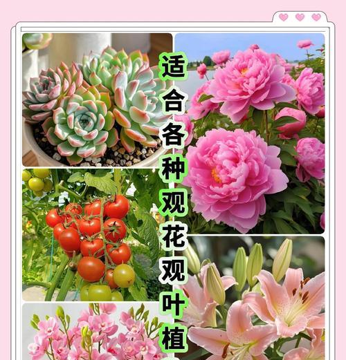 花复合肥的正确使用方法和注意事项有哪些？