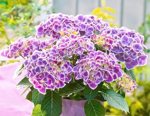 绣球的养护技巧有哪些？如何保持绣球花开得旺盛？