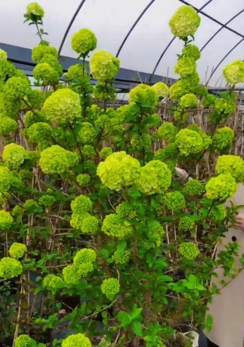 绣球的养护技巧有哪些？如何保持绣球花开得旺盛？