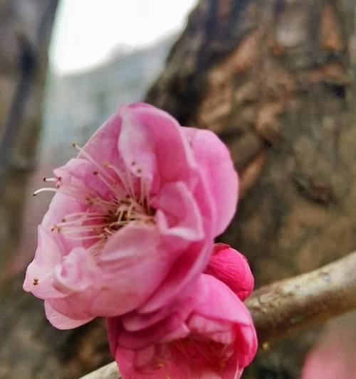 梅花有哪些独特特征？如何识别梅花？