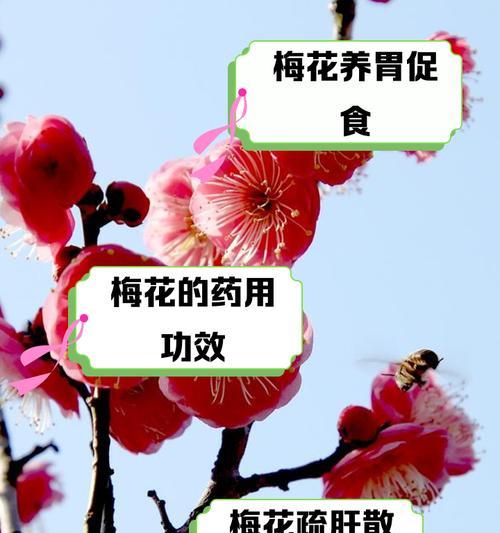 梅花有哪些独特特征？如何识别梅花？