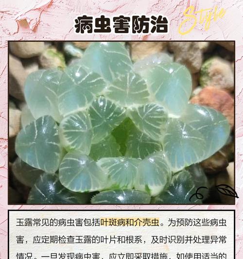 草玉露的养殖方法是什么？如何养出饱满的草玉露？