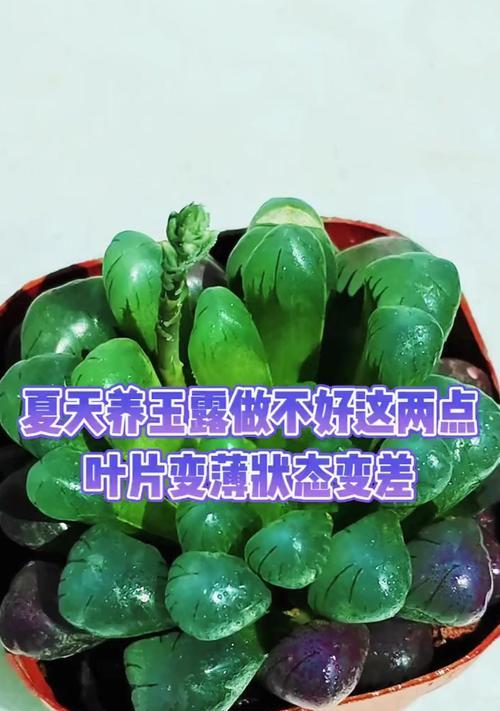 草玉露的养殖方法是什么？如何养出饱满的草玉露？