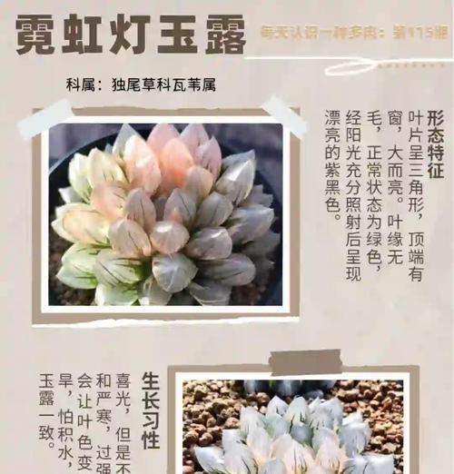 草玉露的养殖方法是什么？如何养出饱满的草玉露？