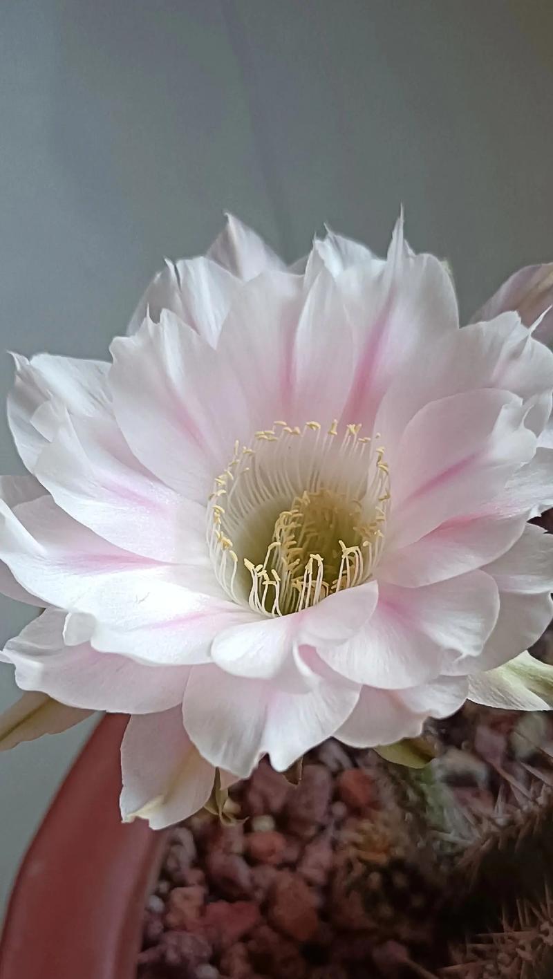 仙人球开花后如何护理？后续处理方法有哪些？