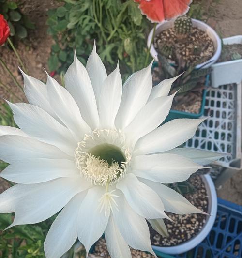 仙人球开花后如何护理？后续处理方法有哪些？