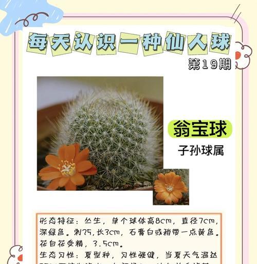 仙人球开花后如何护理？后续处理方法有哪些？