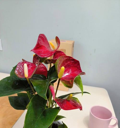 红掌植物的养殖方法和常见问题？