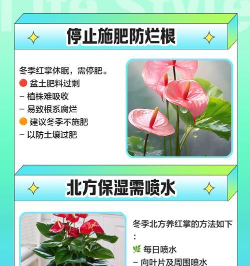 红掌植物的养殖方法和常见问题？