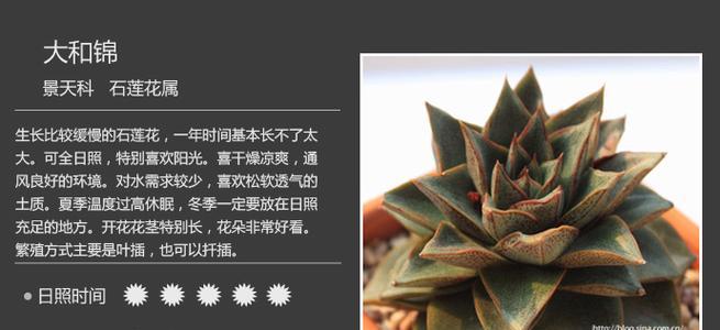 大和锦的养殖要点和常见问题解答？