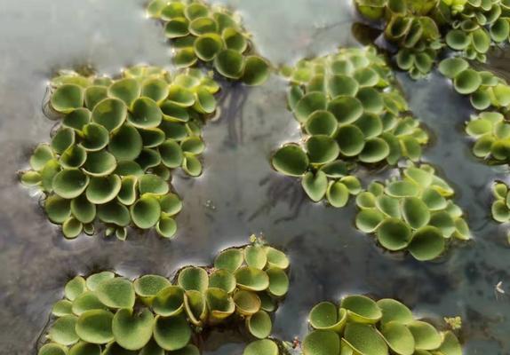 水浮萍的养殖条件是什么？如何保持水浮萍的健康生长？