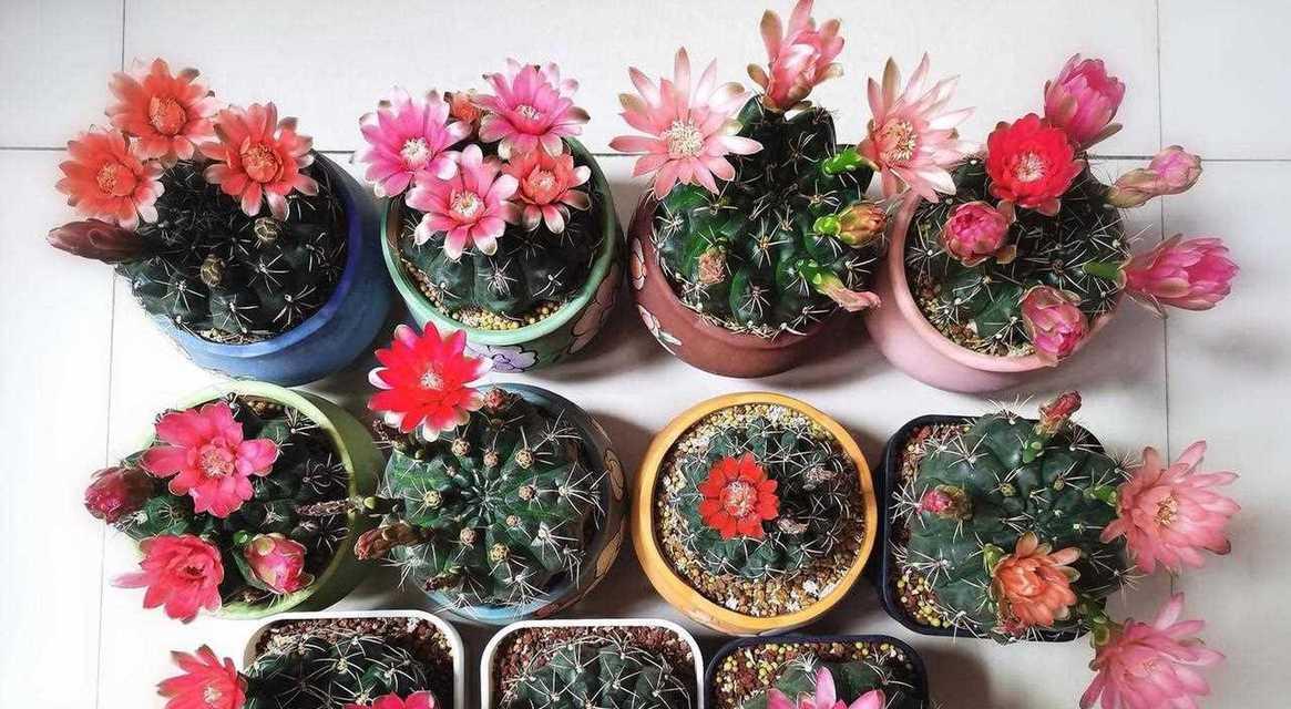 绯花玉珍稀品种有哪些？如何鉴别？