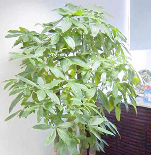 植物浇水的最佳时间是什么时候？如何判断植物需水？