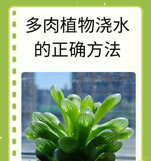 植物浇水的最佳时间是什么时候？如何判断植物需水？