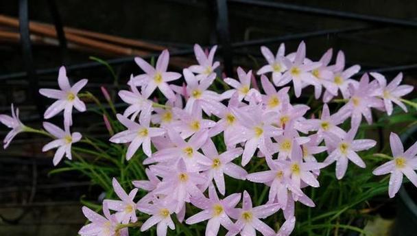初恋开花怎么处理？开花后的养护技巧是什么？