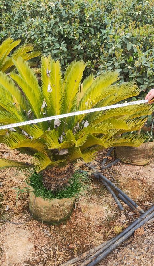 铁树的种植方法有哪些？怎样才能成功种植铁树？