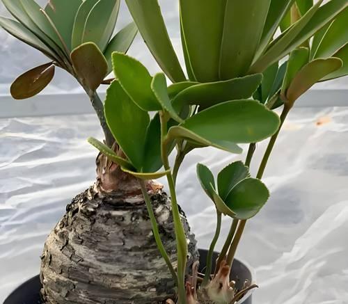 铁树的种植方法有哪些？怎样才能成功种植铁树？