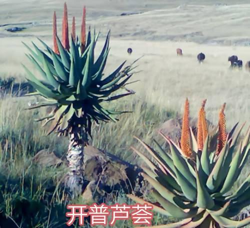 可食用的芦荟有哪些种类？芦荟食用的安全指南是什么？
