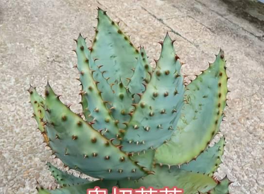 可食用的芦荟有哪些种类？芦荟食用的安全指南是什么？
