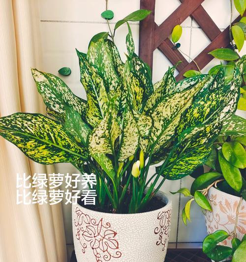 银皇后万年青的养护方法是什么？