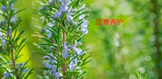 迷迭香浇水频率是多少？如何正确浇水？