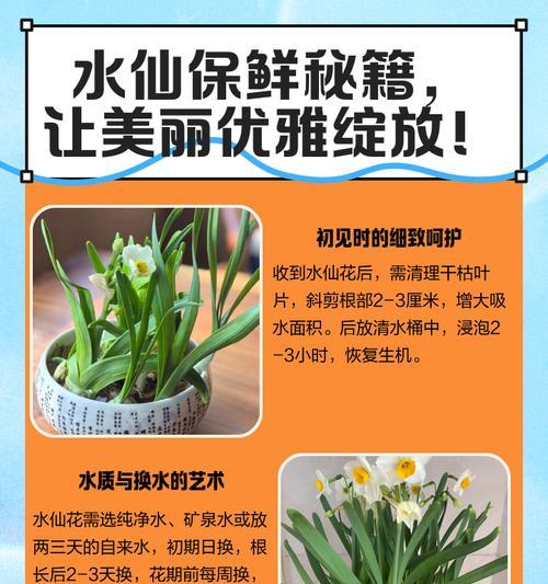 水仙枯萎后的挽救措施是什么？