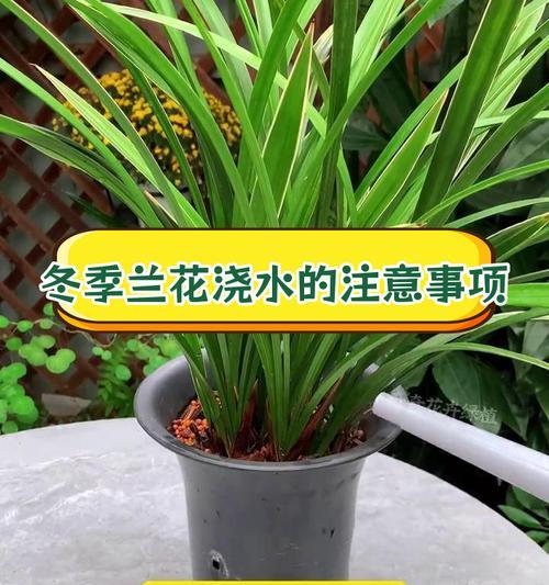 兰花养殖的正确方法是什么？