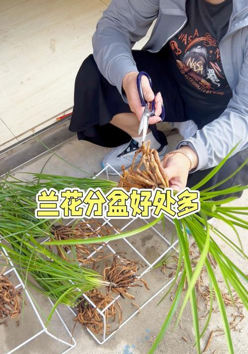 兰花养殖的正确方法是什么？