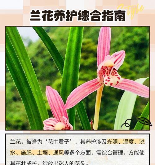 兰花养殖的正确方法是什么？