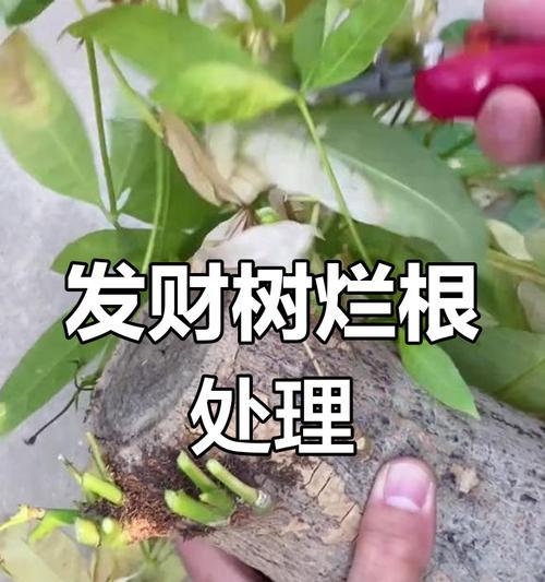 发财树烂根？补救措施有哪些？