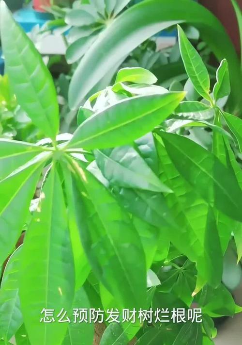 发财树烂根？补救措施有哪些？
