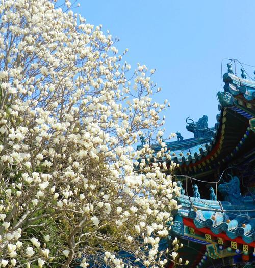 白玉兰什么时候开花？白玉兰的花期和种植要点是什么？