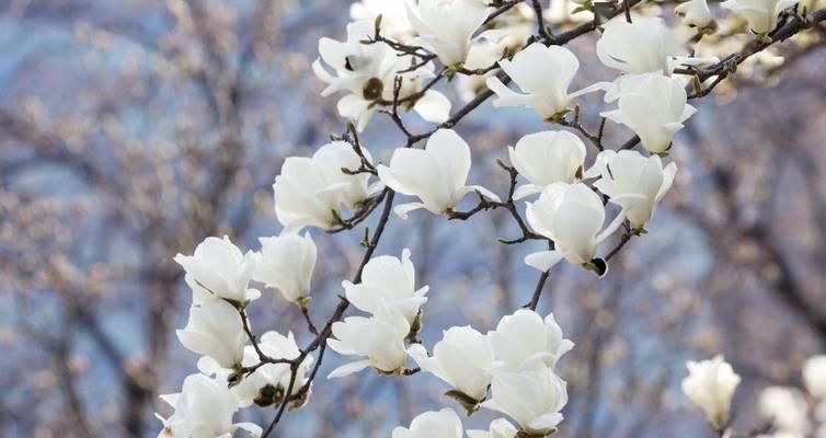 白玉兰什么时候开花？白玉兰的花期和种植要点是什么？