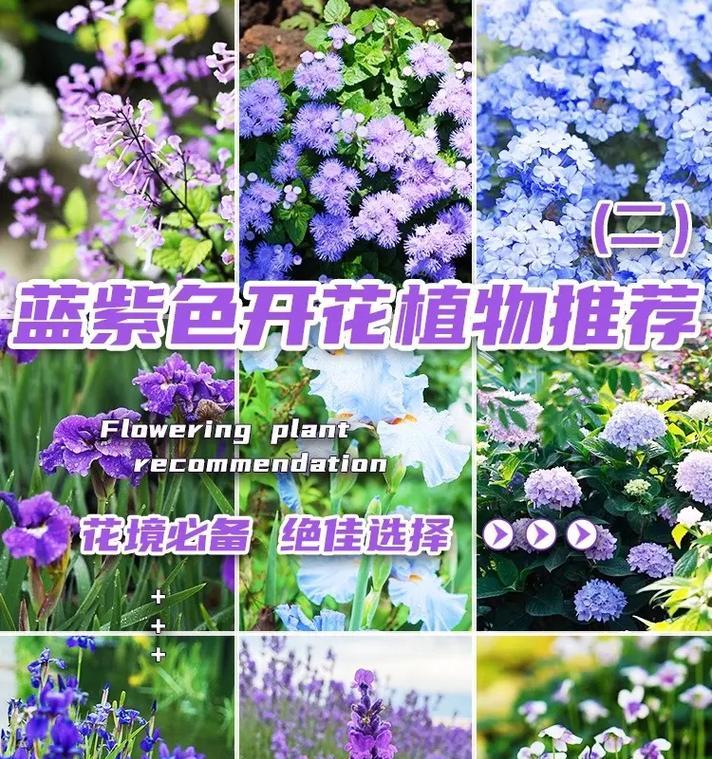 薰衣草的花语代表什么含义？
