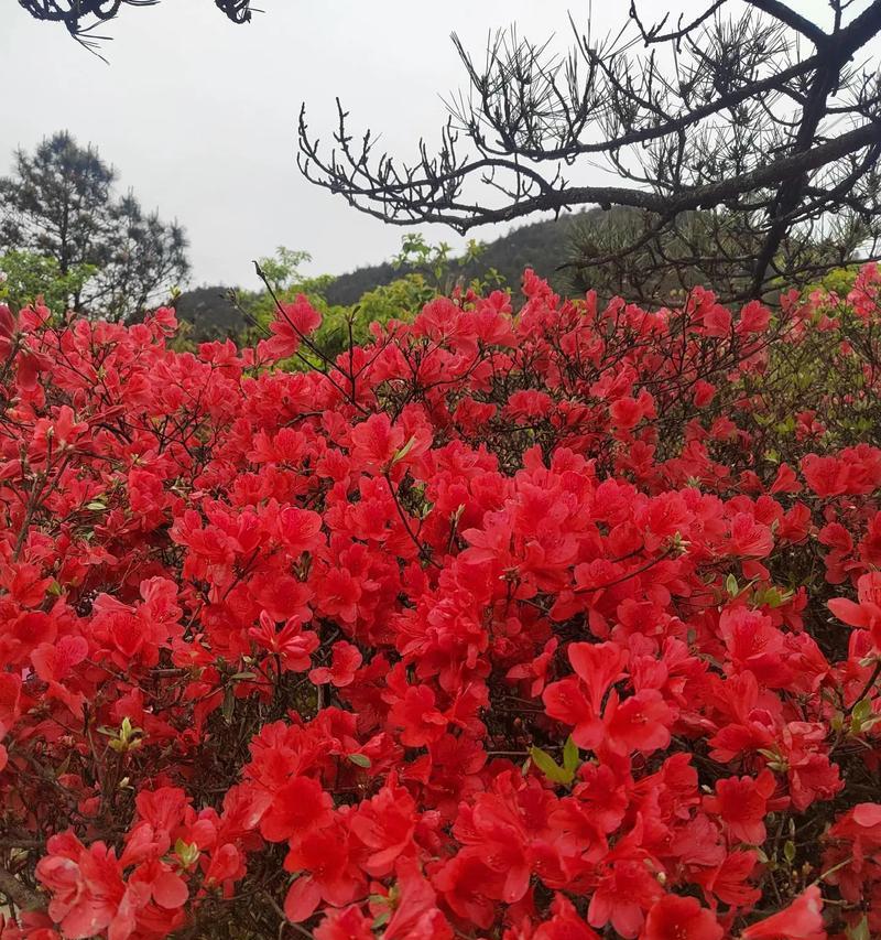 山里红是什么植物？