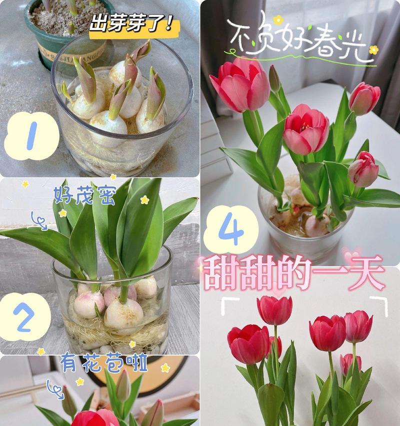 郁金香的种植步骤和注意事项有哪些？