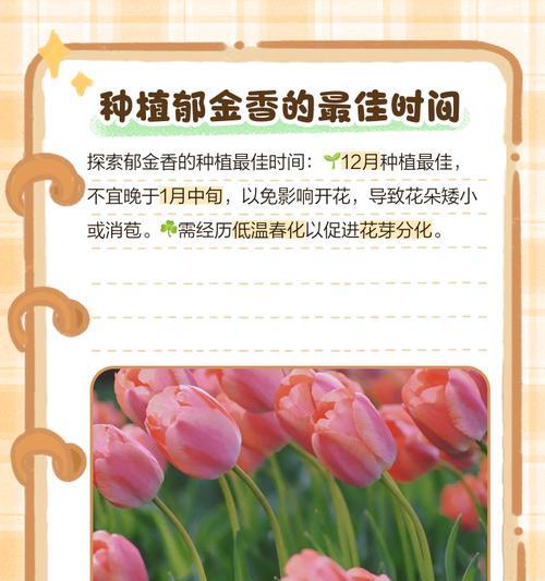 郁金香的种植步骤和注意事项有哪些？