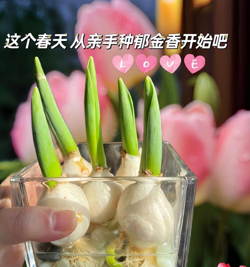 郁金香的种植步骤和注意事项有哪些？