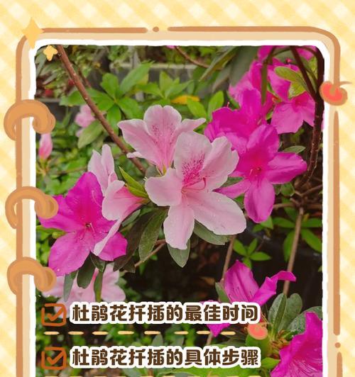 杜鹃花修剪的最佳时机和方法？