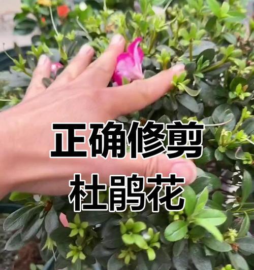 杜鹃花修剪的最佳时机和方法？