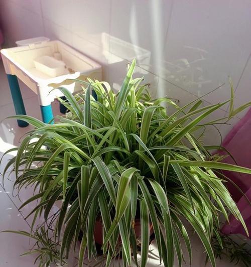 吊兰花的养护要点是什么？怎样才能养出好状态？