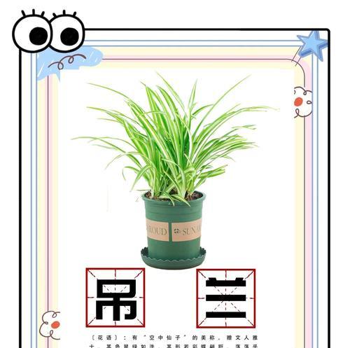 吊兰花的养护要点是什么？怎样才能养出好状态？