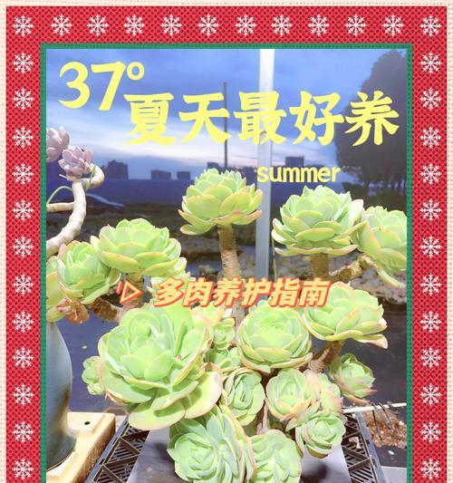 植物养殖技巧有哪些？如何确保植物健康成长？